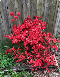 IMG_0430