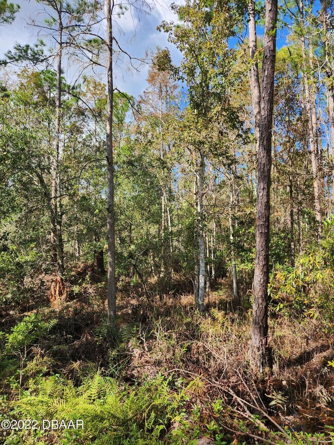 4625 Fir Rd, New Smyrna, FL 32168 - photo 5