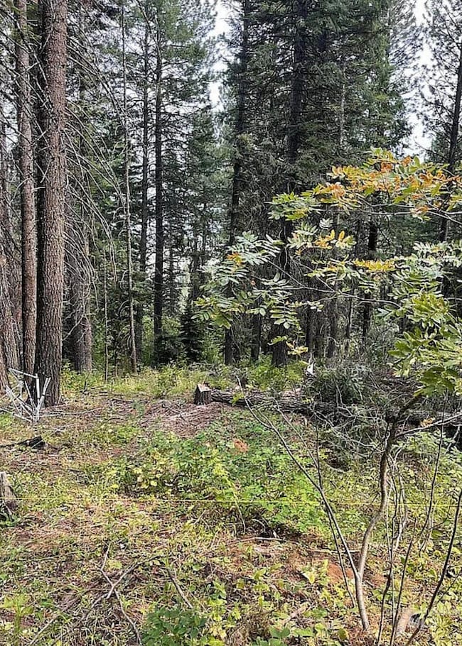 66 Hillside Trail, Donnelly, ID 83615 - photo 5