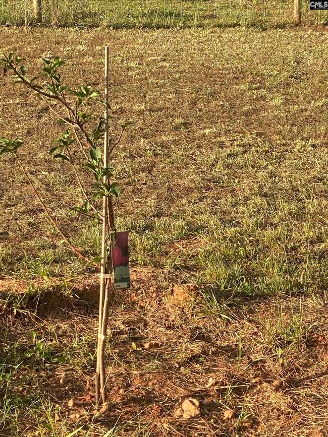 1253 Sam Koon Rd, Chapin, SC 29036 - photo 6