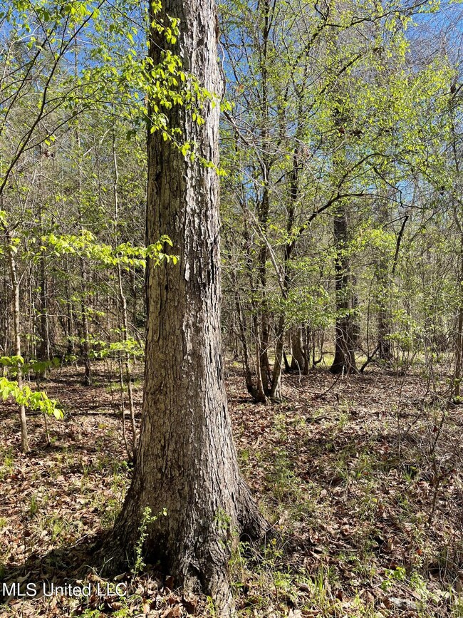 Hardwood2
