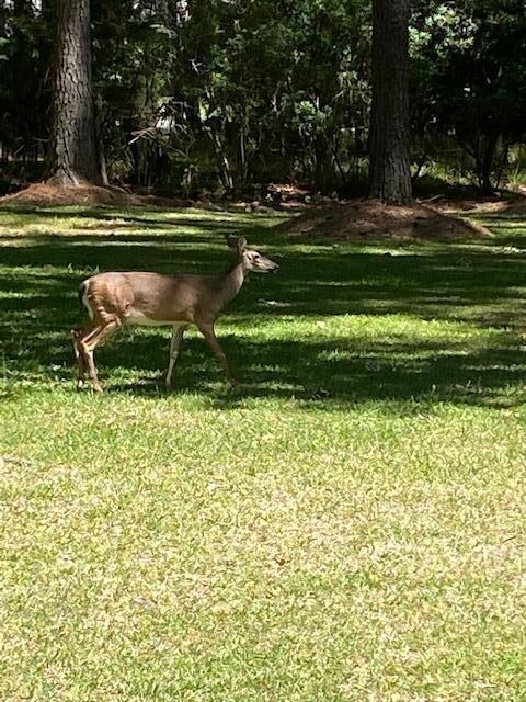 Local Wildlife
