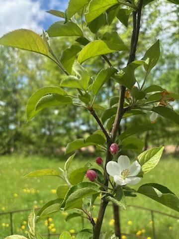 15370 Mallard Rd, Mission Creek Township, MN 55007 - photo 4