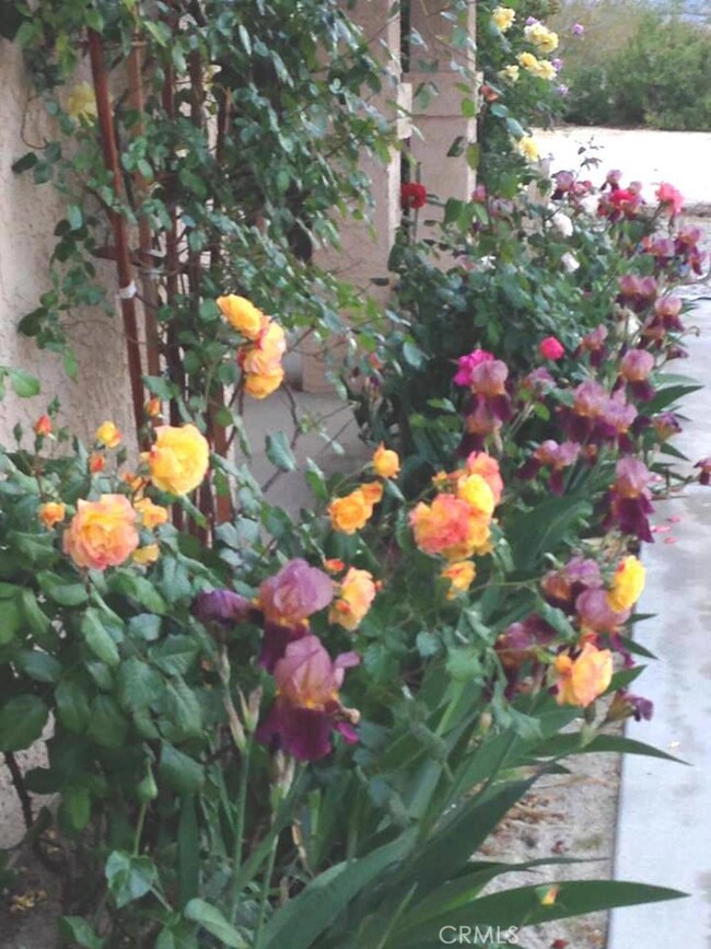 7036 Sierra Ave, Joshua Tree, CA 92252 - photo 4