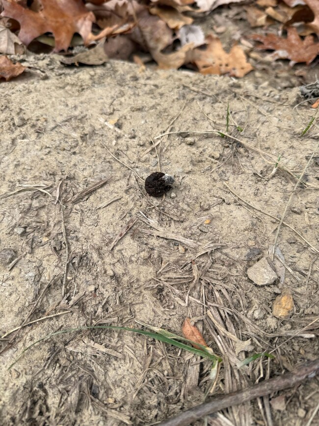 0 Dover Bluff, Waverly, MO 64096 - photo 6