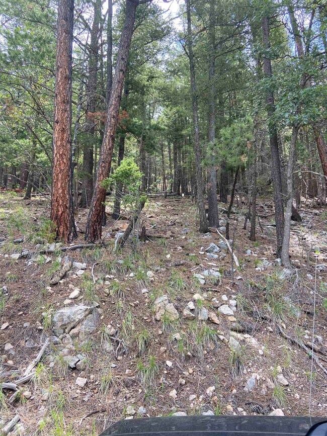 Looking up from Deer Spring