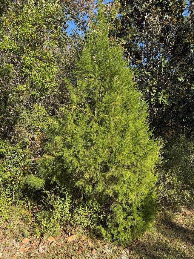 129 Water Oaks Way, Apalachicola, FL 32320 - photo 7