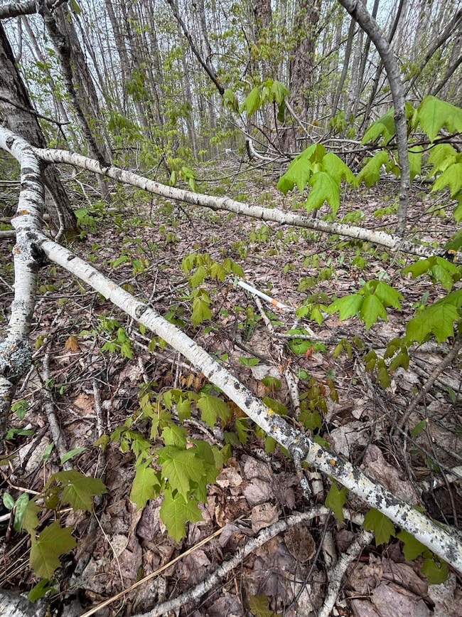 Forestview pic 2