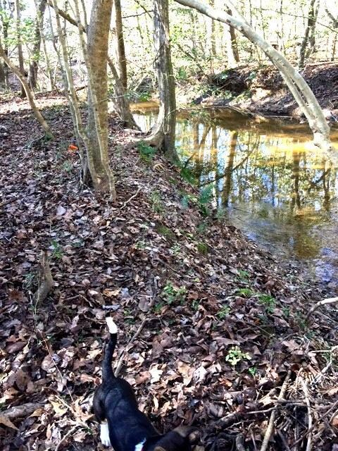 Gibbons - creek  - January 2017 Pic 1