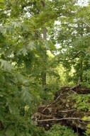 woods