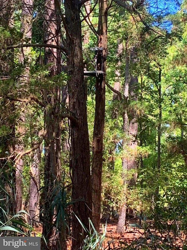 Parcel 0120 Bishops Head Rd, Toddville, MD 21672 - photo 5