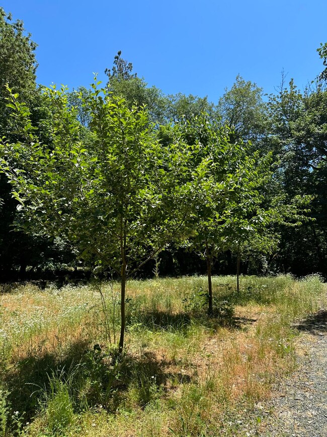 #4 Fruit Trees Pickett Creek