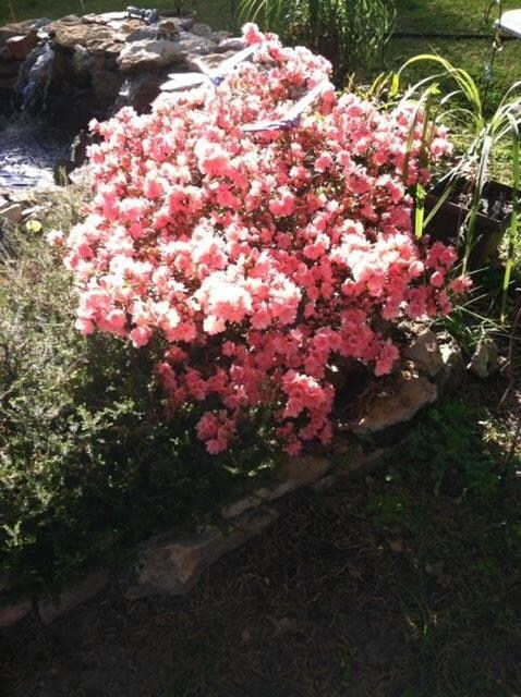 Perennials planted all around the house.