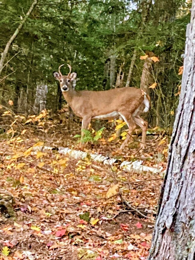 5 Windgate Terrace unit Lots 136 & 137, Haverhill, NH 03774 - photo 3
