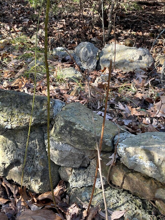 1 Paradise Rd, West Ozark Township, MO 65757 - photo 5