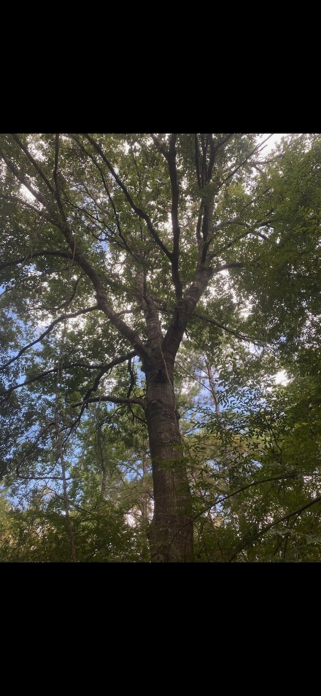 0 Sundew Ct unit 68744542, Magnolia, TX 77355 - photo 4