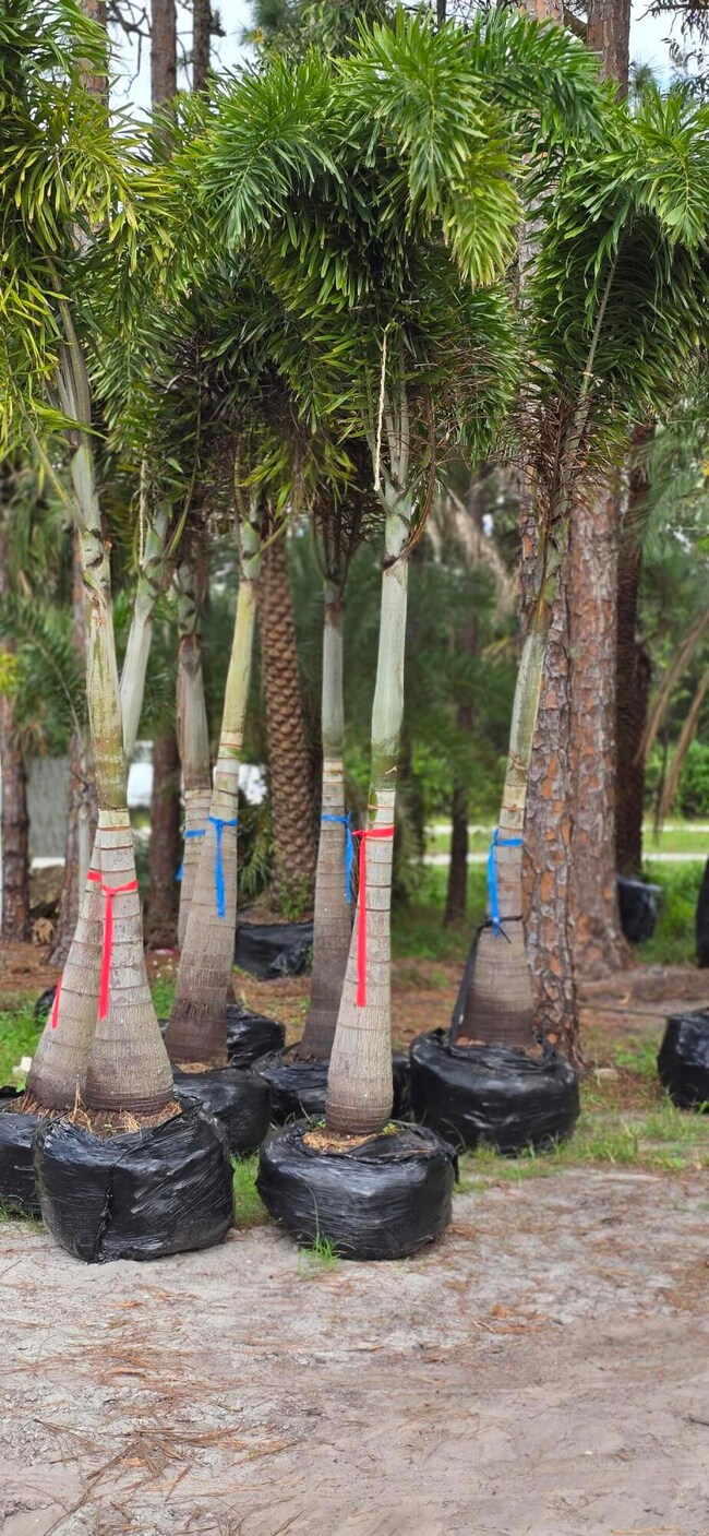 15720 Okeechobee Blvd, Loxahatchee Groves, FL 33470 - photo 6