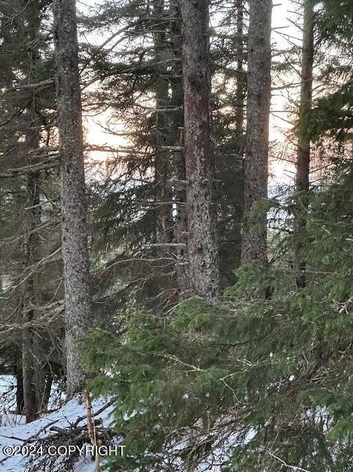 Sky and water through the trees