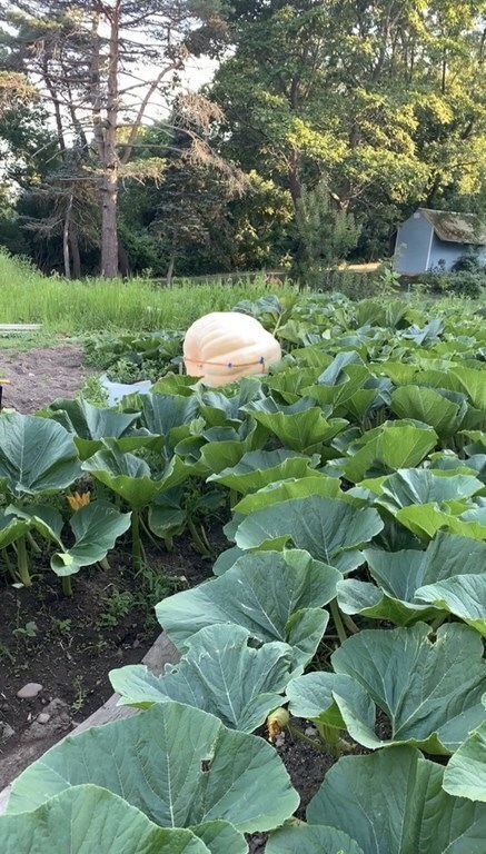 43 River St, Brockton, MA 02302 - photo 6