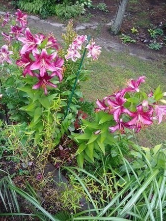 14 Butternut Cir, Cotuit, MA 02635 - photo 7