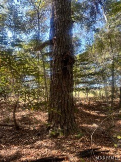 0 County Road 2202, Goshen, AL 36035 - photo 6