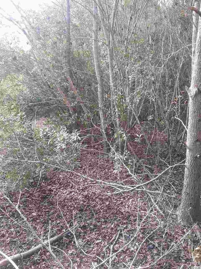 3766 Pee Dee Hwy unit Lot next to 3748 Pee, Conway, SC 29527 - photo 6