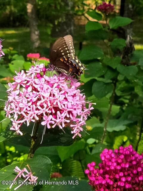 5043 Goodwin Rd, Brooksville, FL 34601 - photo 7