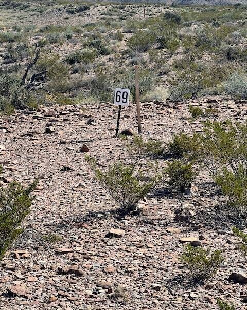 Desert Flowers
