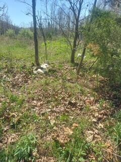 1112 Covered Bridge Rd, Wallingford, KY 41093 - photo 7