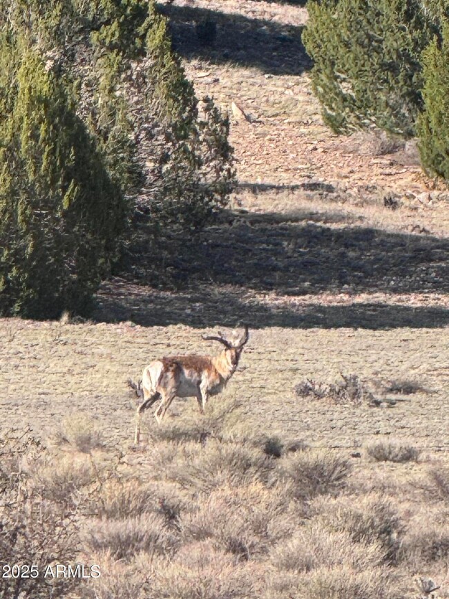 WILD-LIFE