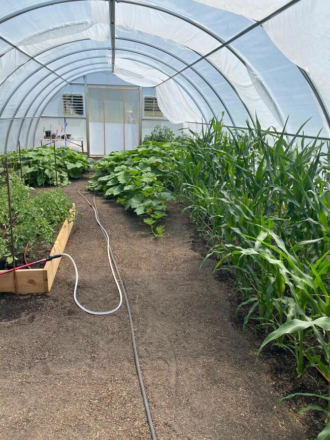 Grown your own food in the greenhouse!