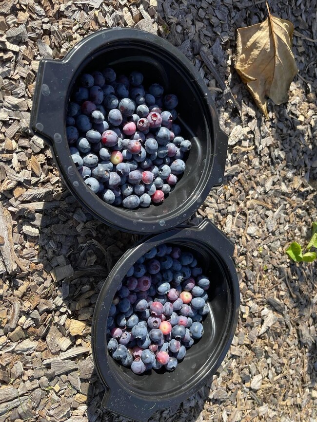 Blueberries