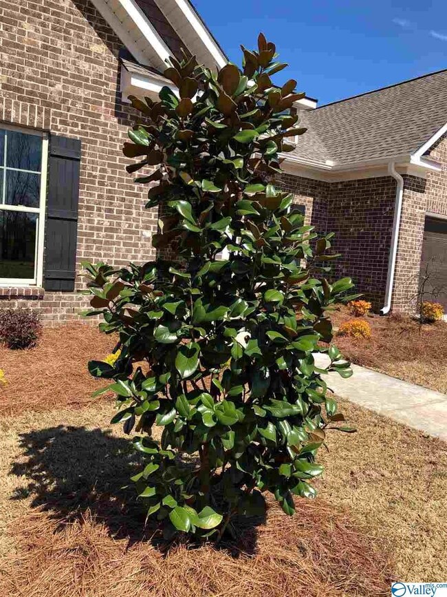 This magnolia is not the only wonderful surprise in The Bentlee's landscaping package!