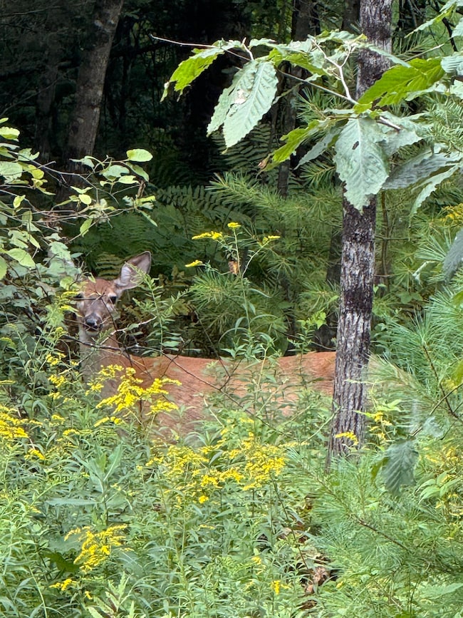 Lots 3 & 4 Pawtuckaway Rd, Haverhill, NH 03785 - photo 2