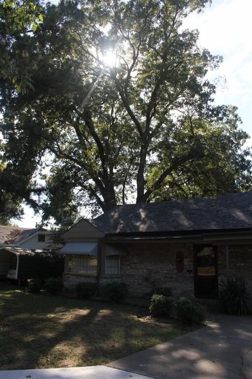 Beautiful shade tree