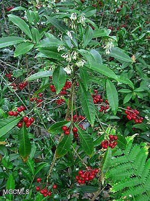 219 Bayview plants
