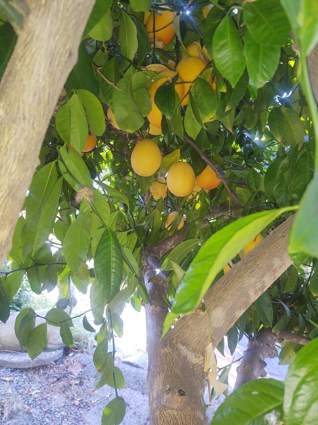 Producing Lemons Tree
