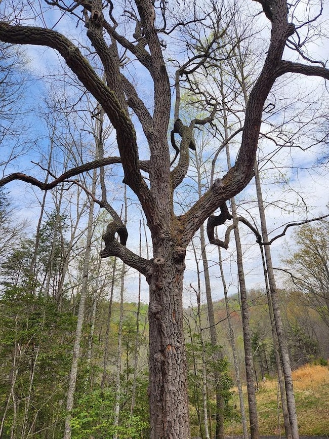 Beautiful Sourwood tree
