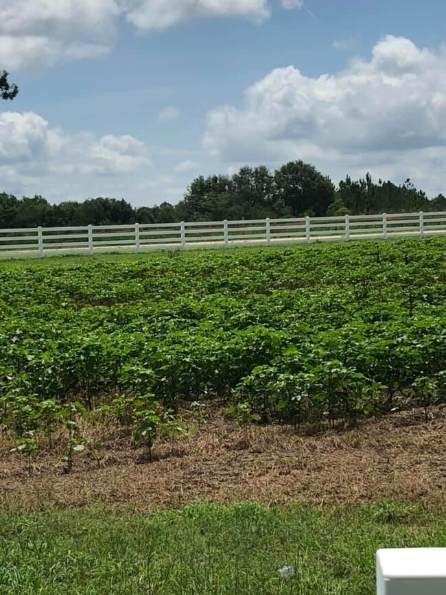 1922 Field of Cotton across the road vie