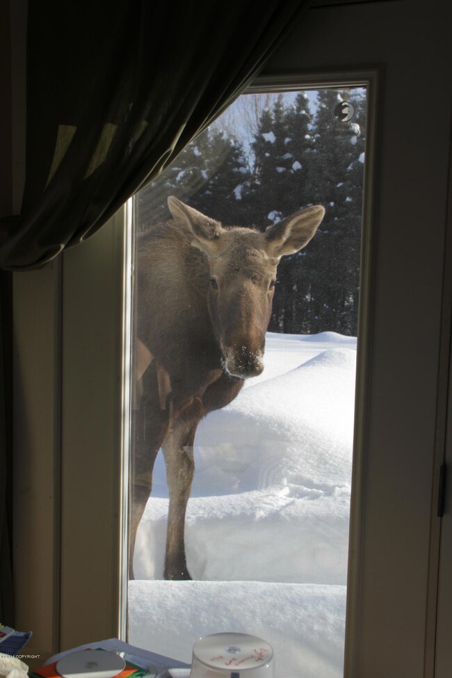 backdoor visitor