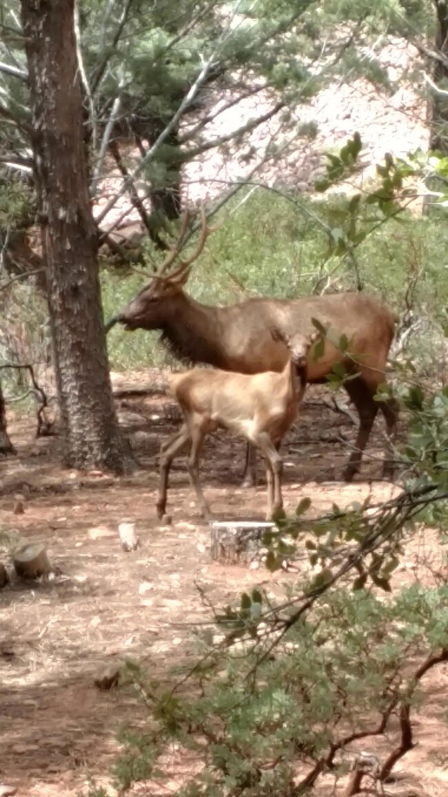 Elk Mom & Baby