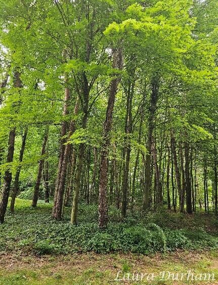 N of 3365 Clearview Ln, Saugatuck Township, MI 49453 - photo 6