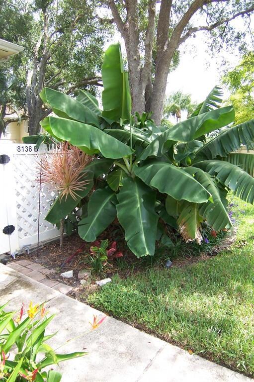 Pick fresh bananas!