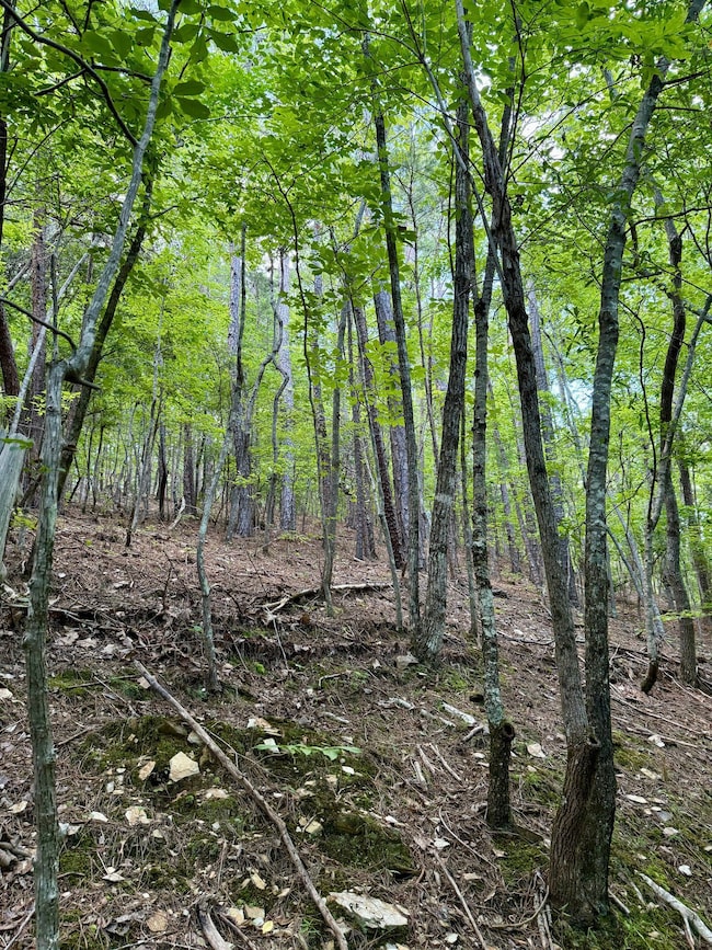 Short Rd, Alpine, AL 35014 - photo 2