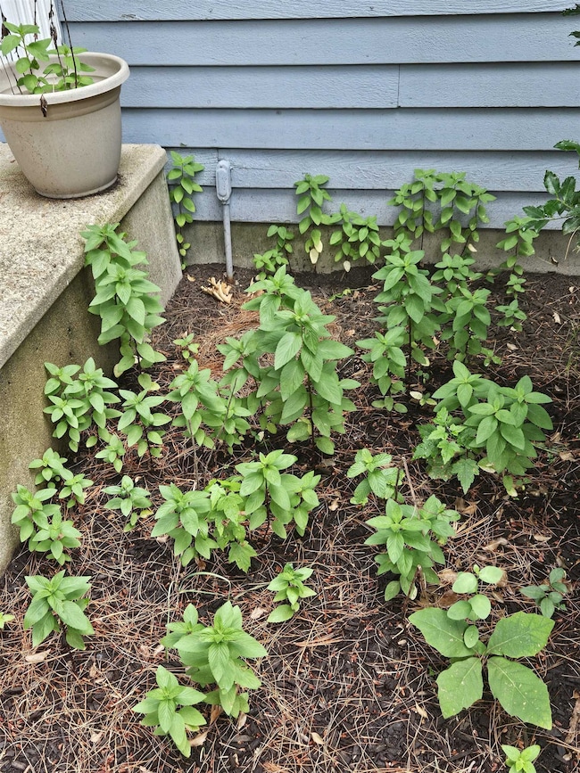 Mini Garden-mint
