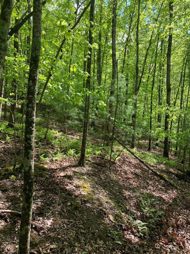 L409 Summit Ln, Ellijay, GA 30540 - photo 5