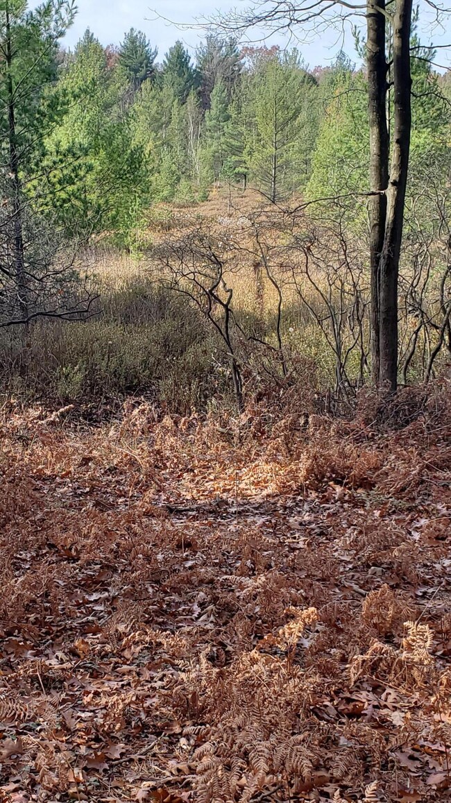 Wetland Area
