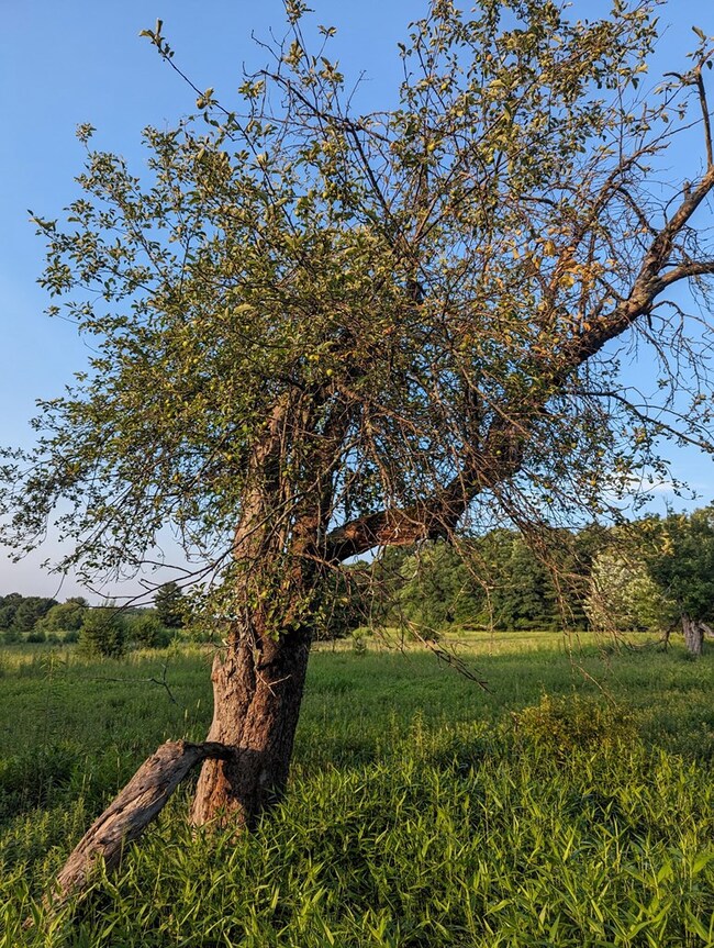 Apple Tree