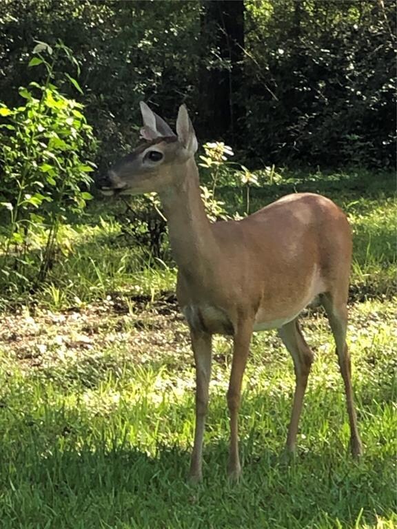 MORNING VISITOR