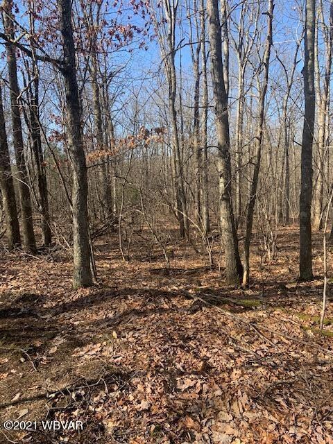 Woods
